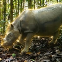 The Final Bornean Rhino logo