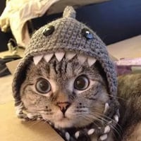 Nala The Cat