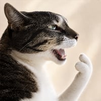 Talking Cat