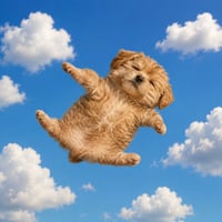 floating dog