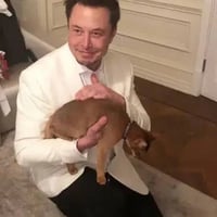 Elon's Cat