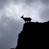 MARKHOR