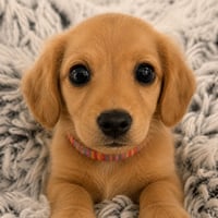 Lola