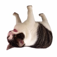 upsidedowncat