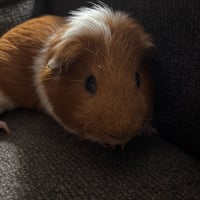 REESE