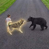The Heroic Husky 
