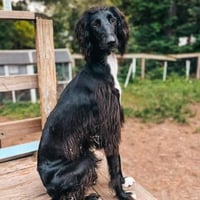 Taigan CZ Dog