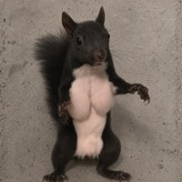 Minimi