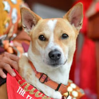 The Peace Dog