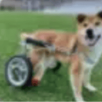Wheelchair Pup logo