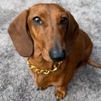 Jones the sausage dog