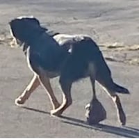 Buto