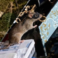 The Rat