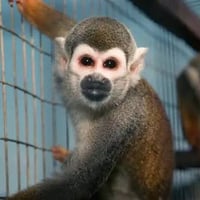 Chinese Lab Monkey
