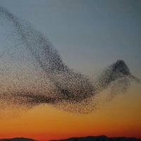 Murmuration