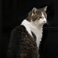 Larry The Cat