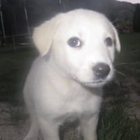 Bruno