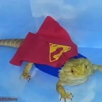 Super Iguana
