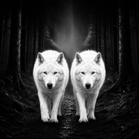 two wolves