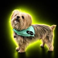 Robinhood Dog