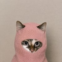 Robbing Hood Cat