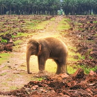 Borneo Elephant logo