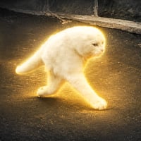 The Half Cat
