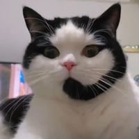 CallCat