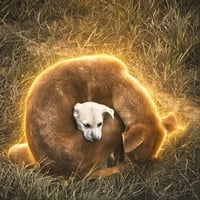BESTFRIENDS logo