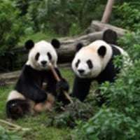 Ping Ping and Fu Shuang