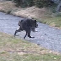 Jimothy The Raccoon