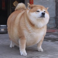stupid chubby pudgy inu