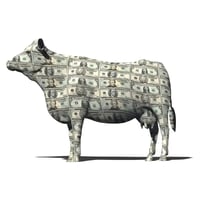 Cash Cow