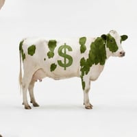 The Cash Cow