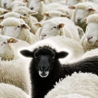 The Black Sheep logo