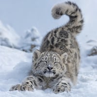 SNOWKIT logo