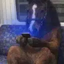 horseonfomo