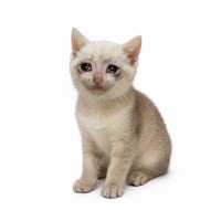 Cash Kitten