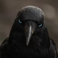 Crow logo