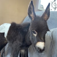 Justice for HeeHaw