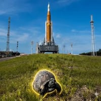 The Artemis Tortoise