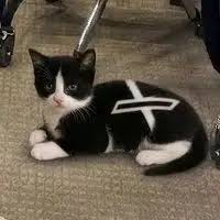 XCAT