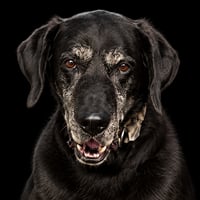 Zooko's Dog