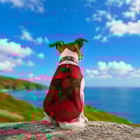 Justice For Moroccan Dogs logo