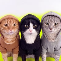Hood Cats