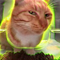 Suspicious Cat