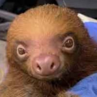 SAVE THE SLOTHS logo