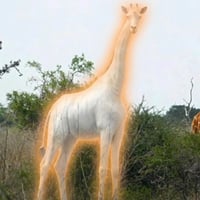 The Last White Giraffe