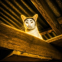 Nong The Cat
