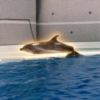 The Diogenean Dolphin
